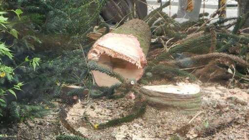 Bomen rooien Zierikzee